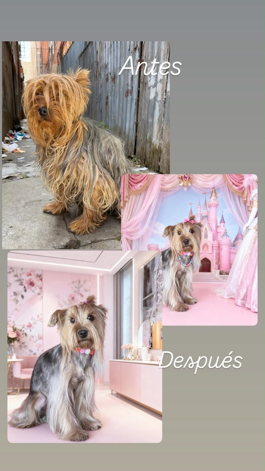 Transformación de manto y peinado de Yorkie